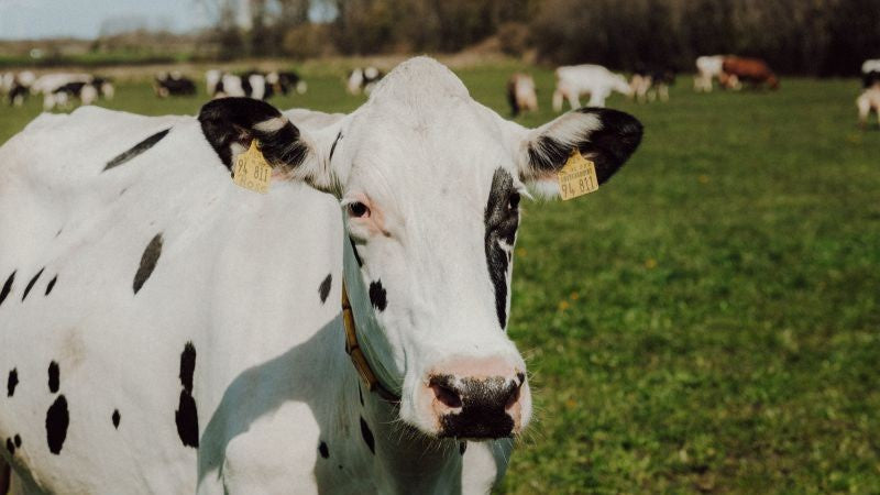 Der Name Ihrer Sammlung Kuh auf Weide