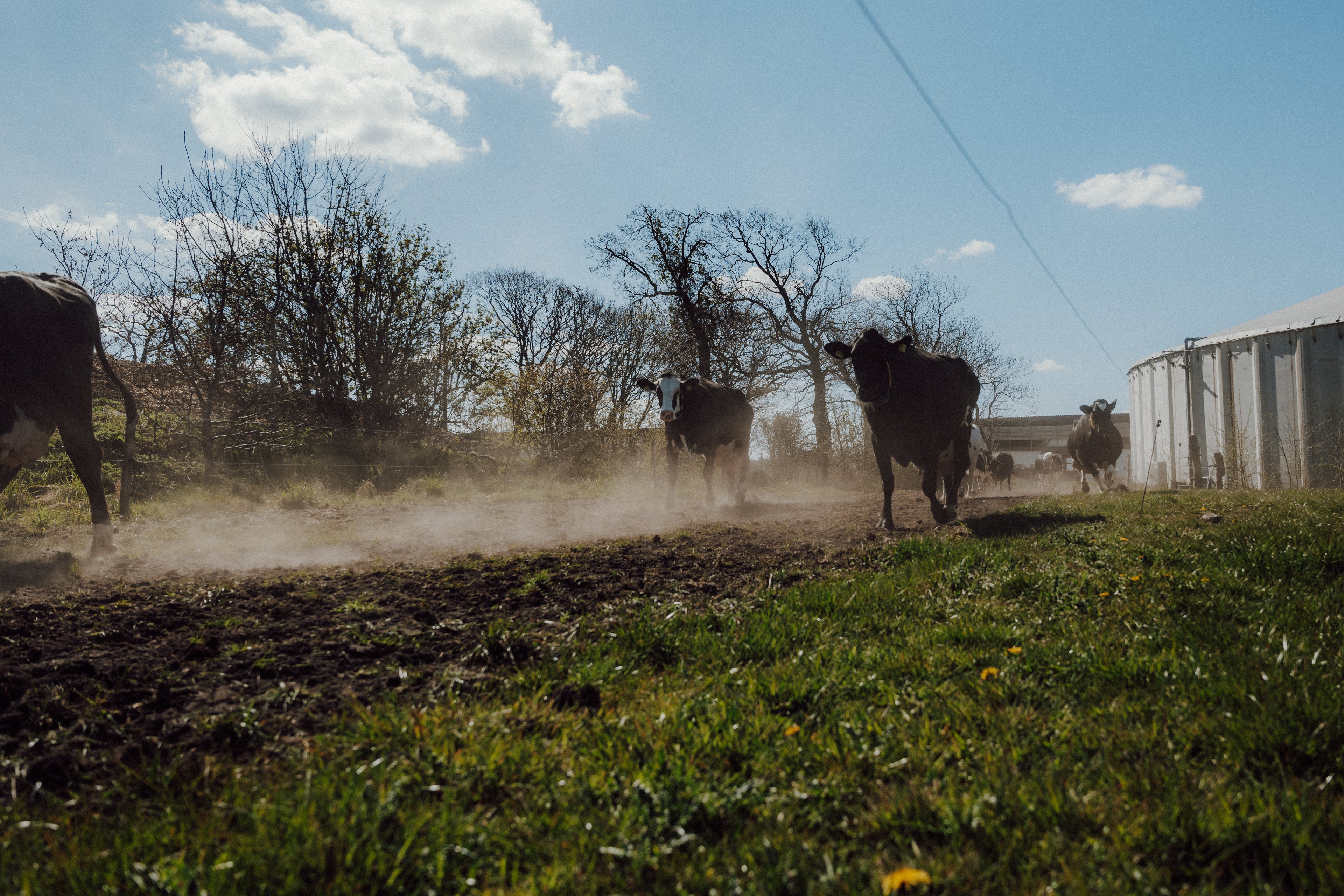 Kühe beim Weideaustrieb