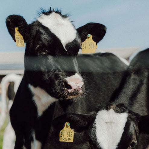 Ein Kalb steht draußen auf der Weide und im Hintergrund sieht man blauen Himmel.