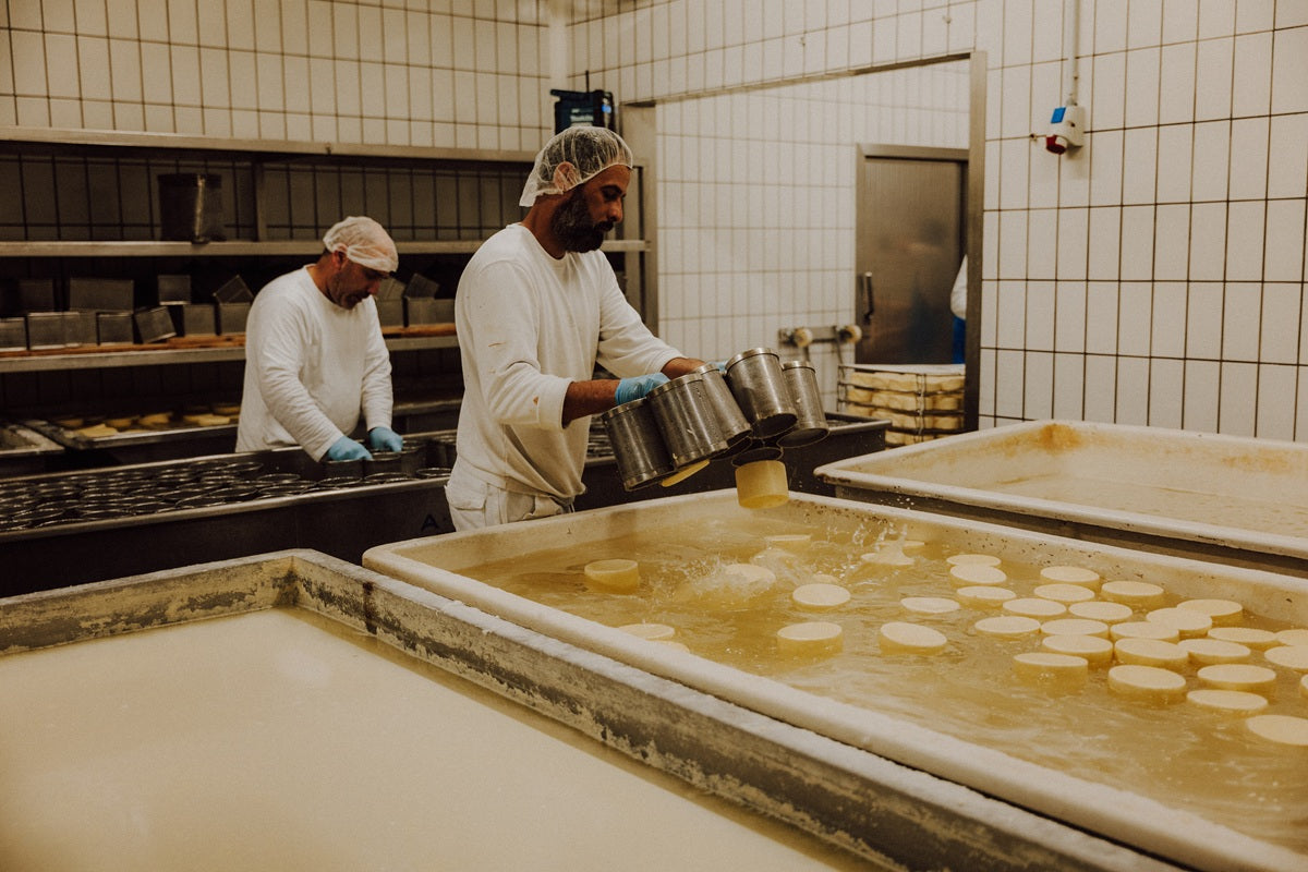 Zwei Männer arbeiten in einer Käserei und geben gerade kleine Käselaibe in ein Salzbad