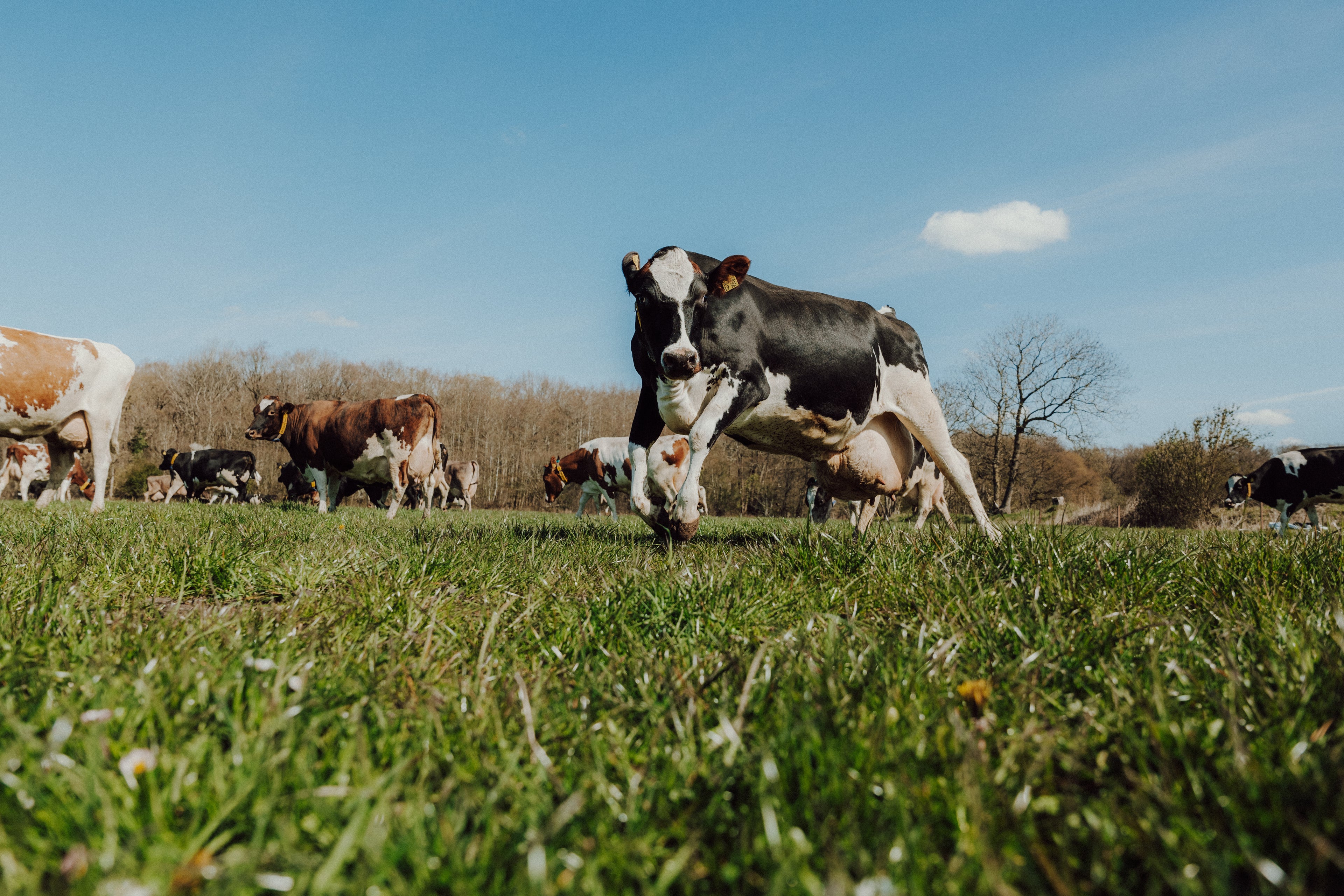 Kuh beim Weideaustrieb
