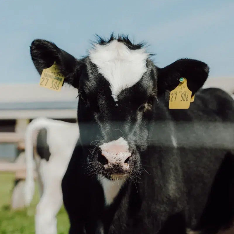 Ein Kalb auf der Weide