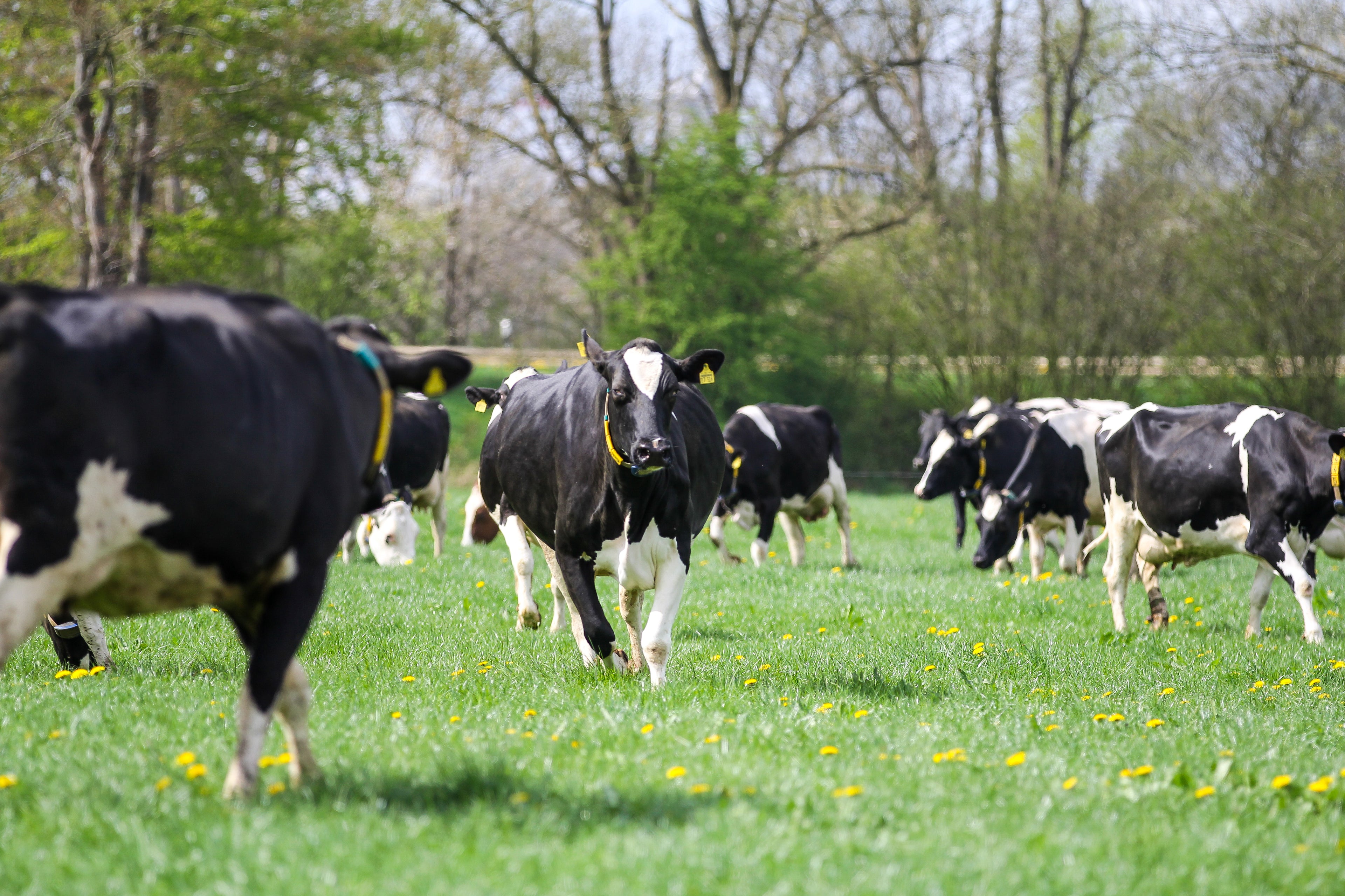 Kühe beim Weideaustrieb